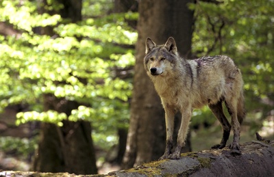 Plitvice - Land der fallenden Seen