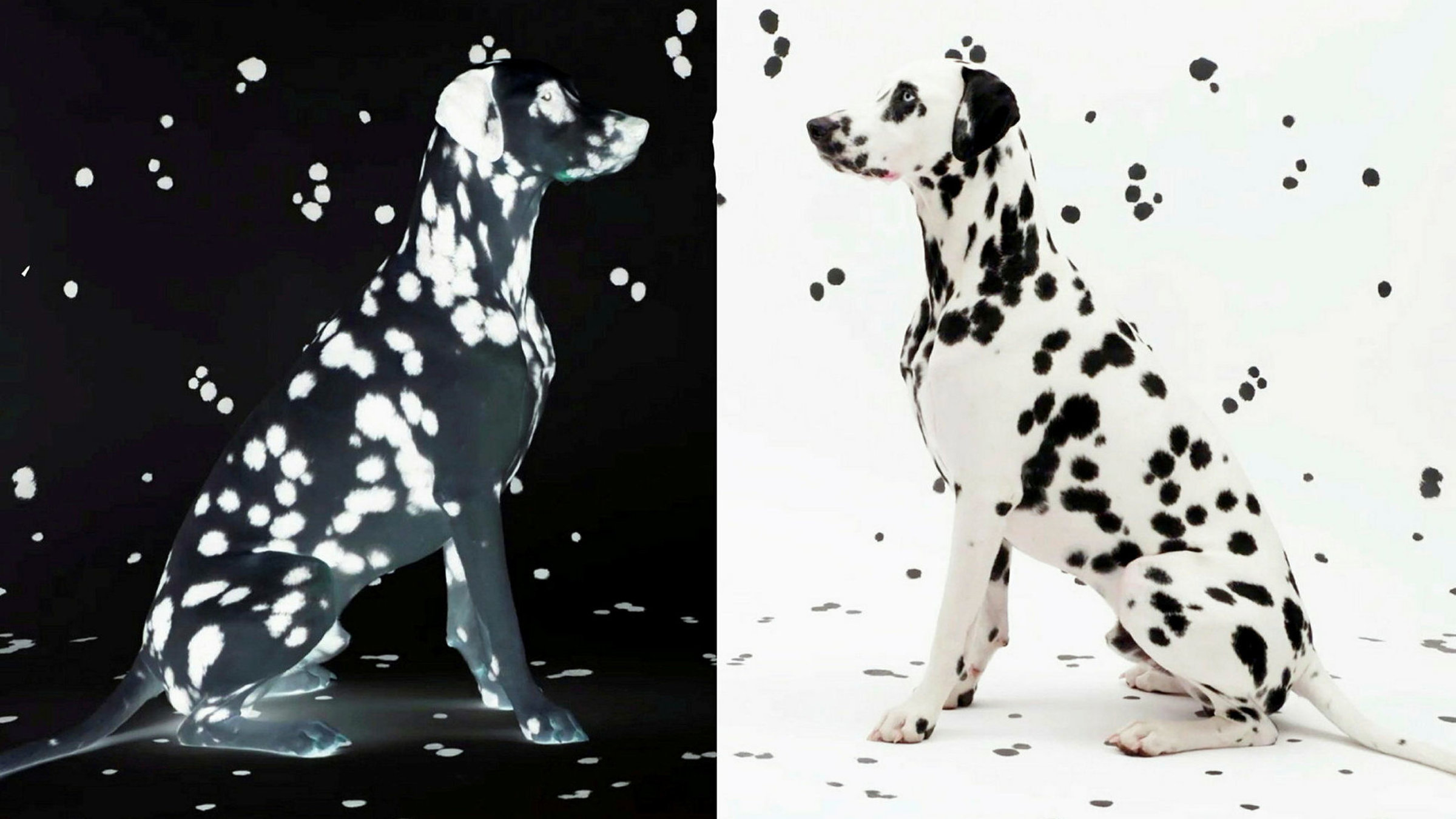 "Wie die Kunst auf den Hund kam": Dalmatiner.