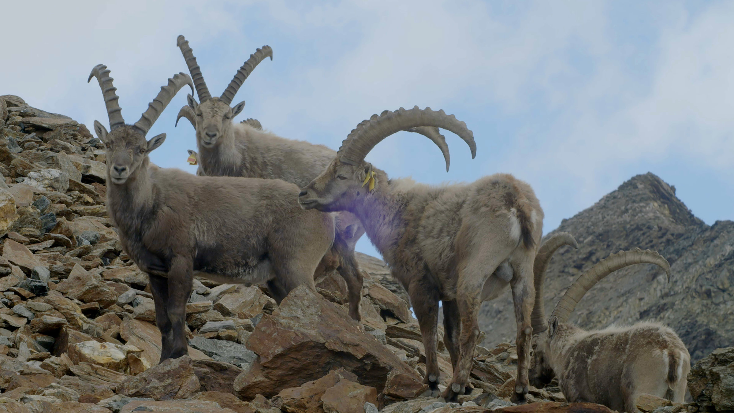 "Unsere wilde Schweiz - Das Oberengadin": Mehrere Steinböcke stehen oberhalb der Seenplatte im Fels.