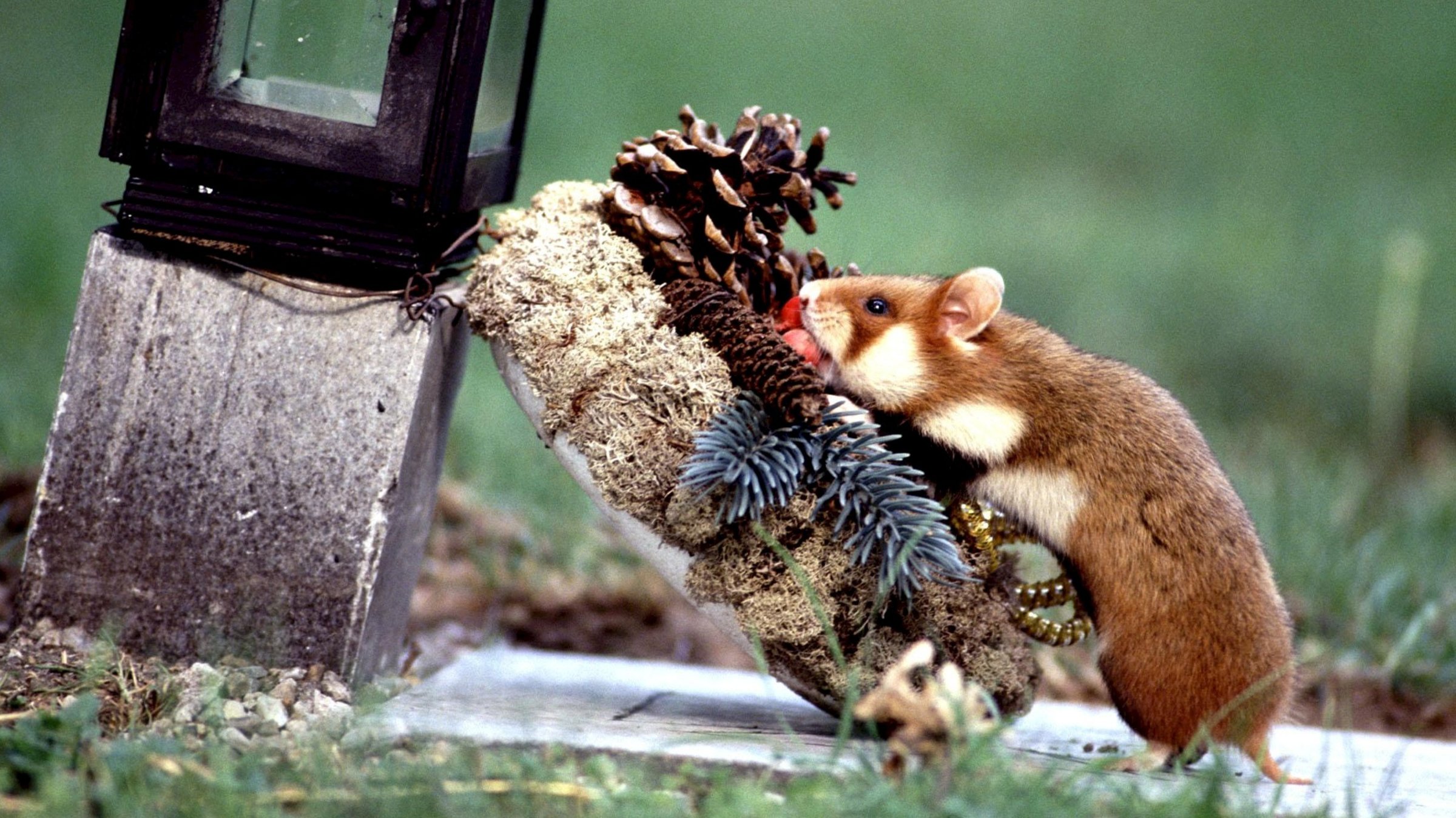 "Es lebe der Zentralfriedhof" - Feldhamster frisst Grabschmuck.