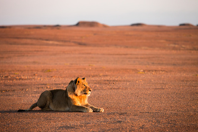 Wüstenkönige - Die Löwen der Namib
