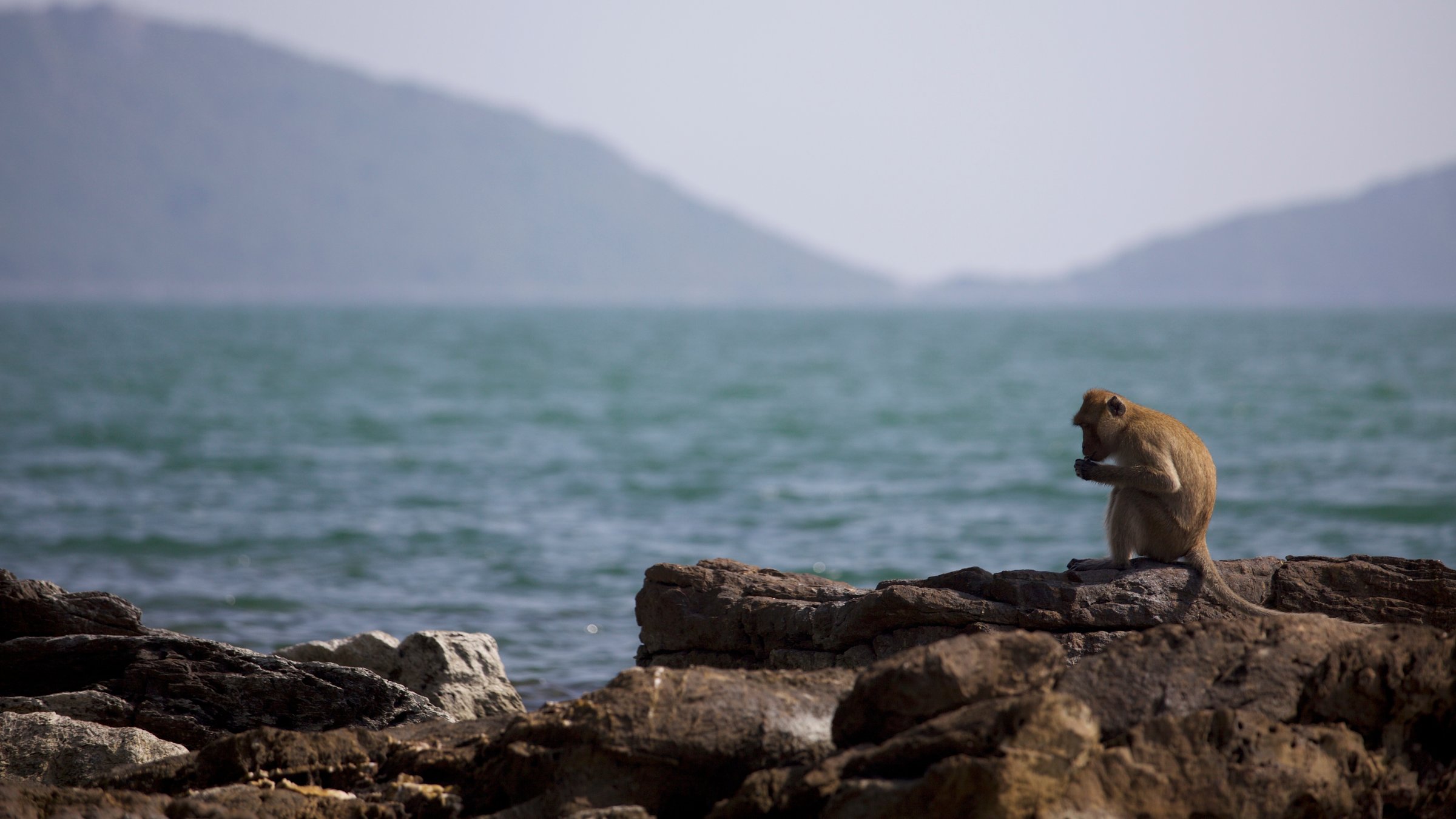 "Wildes Überleben (4/5) - Vorsprung durch Intelligenz": Felsige Küstenlandschaft an einer Bucht. Am gegenüberliegenden Ufer verschwommen Anhöhen. Auf den Felsen im Vordergrund sitzt rechts ein Makak.