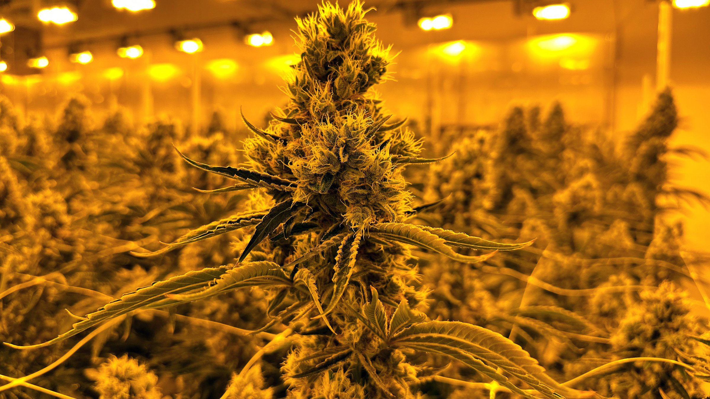 "Rabiat - Canna-Business: Wer macht das große Geld?": Eine der Pflanzen, aus denen bei DEMECAN medizinisches Cannabis gewonnen wird.