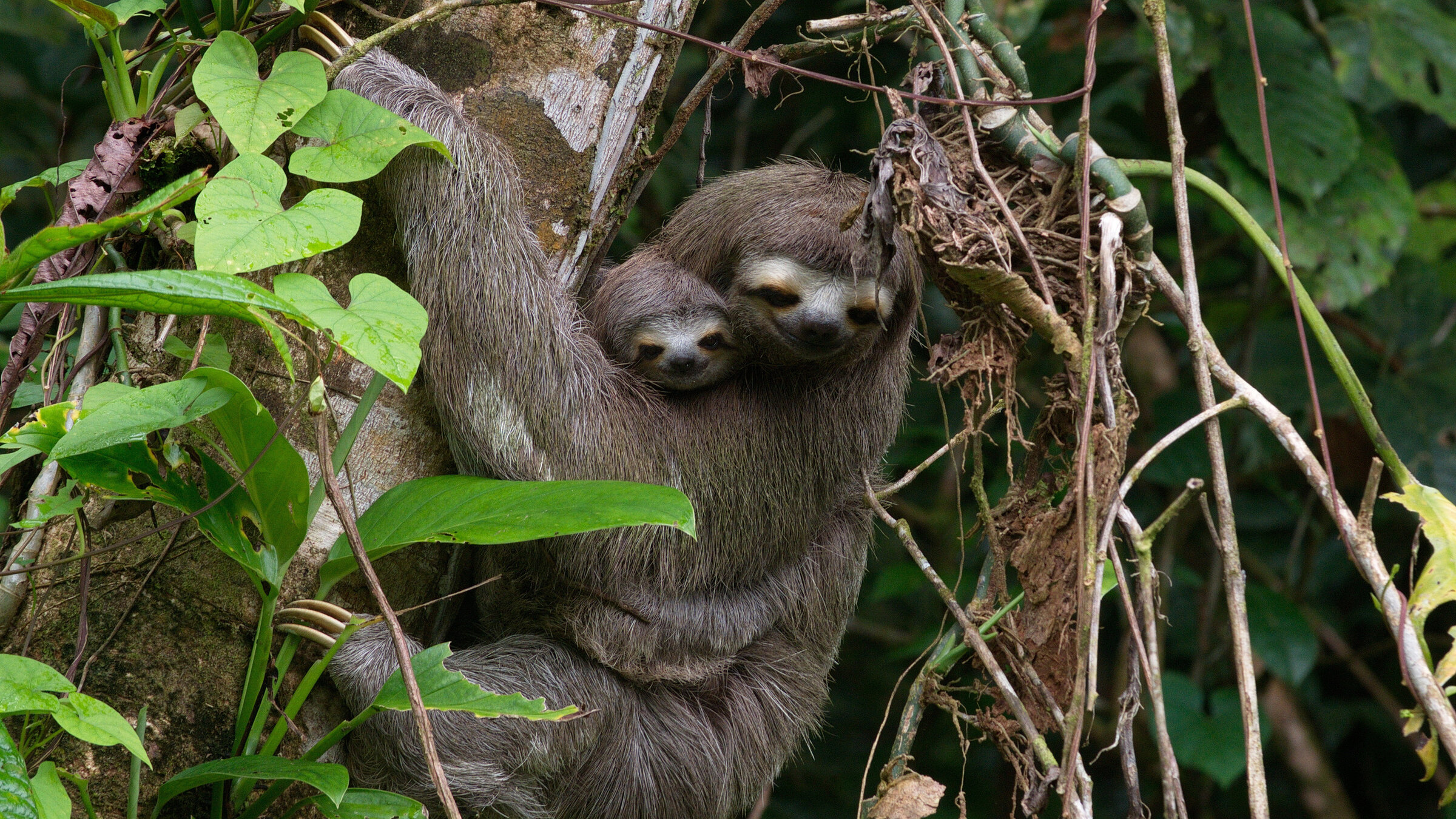 "Kolumbien - Das entfesselte Paradies (2/2) - Vom Pazifik in die Anden": Braunkehlfaultier mit Baby im Regenwald von Kolumbien.