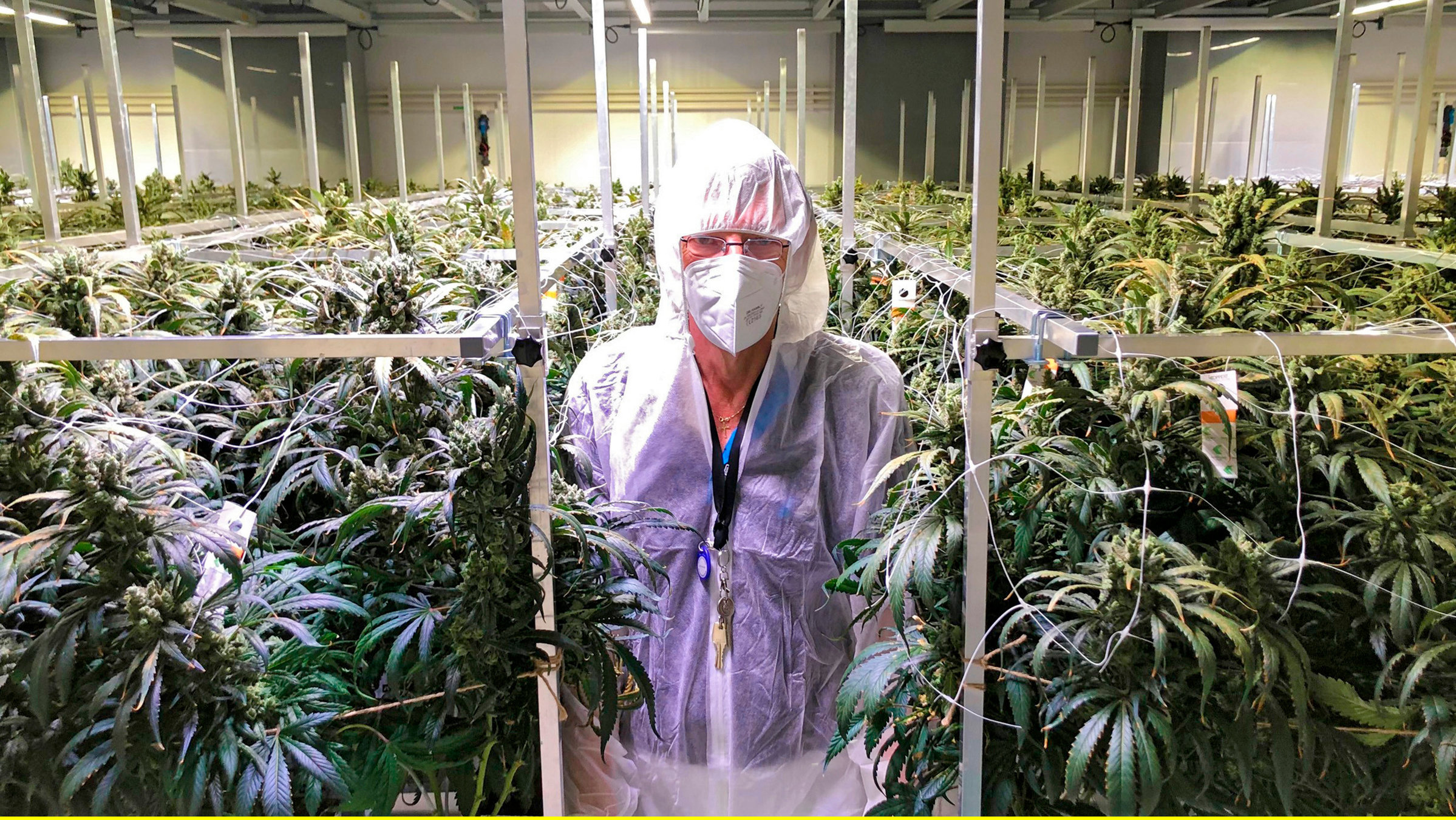 "Die Nordreportage - Legaler Hanfanbau im Norden": Han Duijndam kurz vor der ersten Ernte.