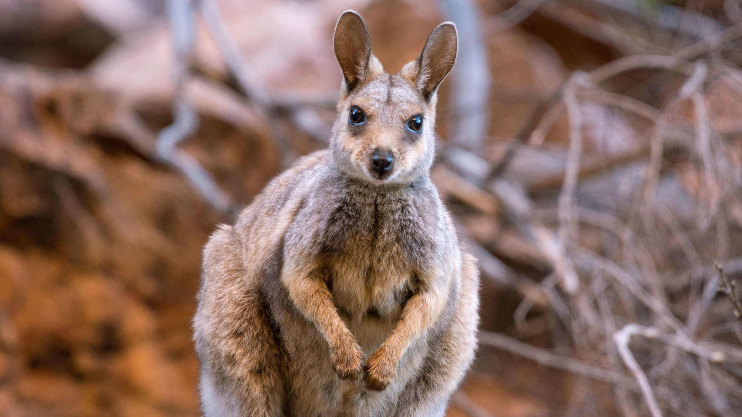 "Highway durch Australien: Ins rote Zentrum" - Schwarzfuß-Felsenkängurus.