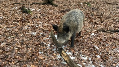 Terra Xpress - Vorgarten-schweine Und Ganovenjäger Im Netz