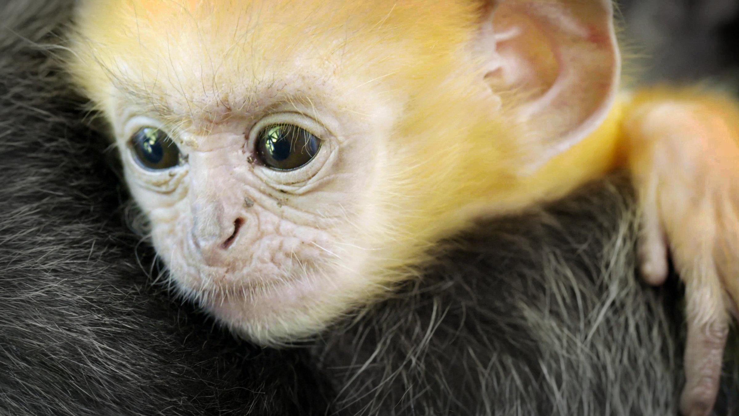 "Die Wildnis Malaysias": Nahaufnahme: Kopf eines jungen Haubenlanguren mit weißlicher Haut, zartem orangefarbenem Fell und großen dunklen Augen. Im Hintergrund das graue Fell seiner Mutter.