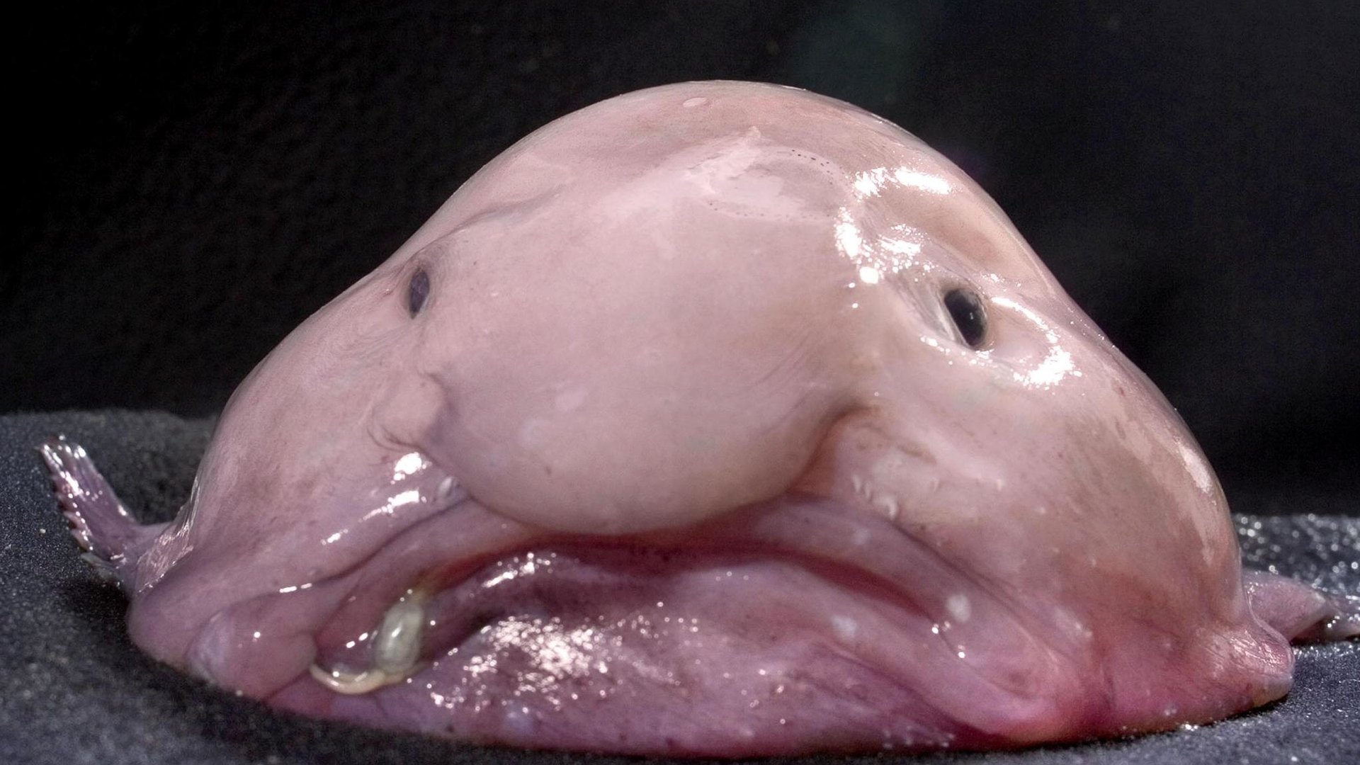 "planet e.: Platz da, Panda! - Neues Image für unbeliebte Tiere": Der Blobfisch in Nahaufnahme.