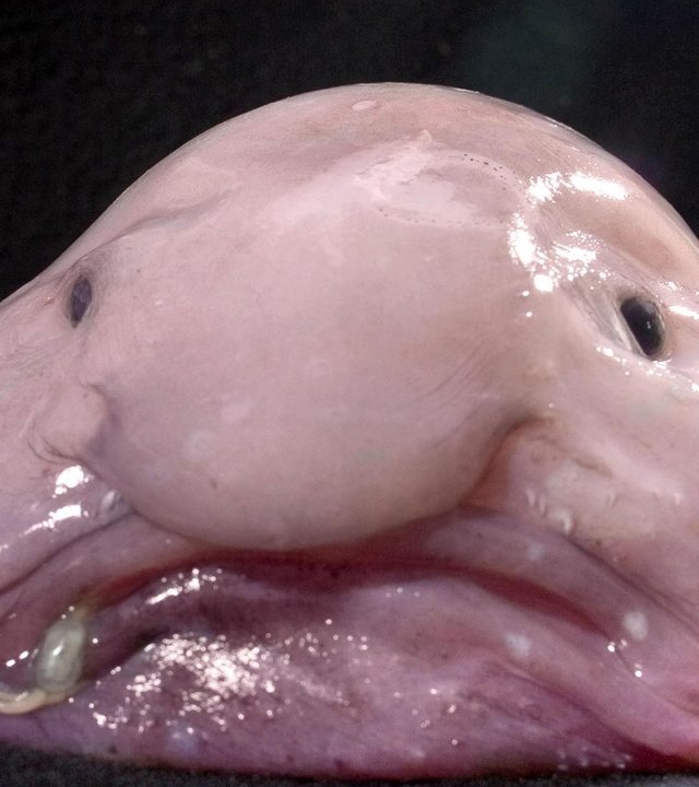 "planet e.: Platz da, Panda! - Neues Image für unbeliebte Tiere": Der Blobfisch in Nahaufnahme.