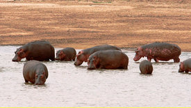 Hippos - ganz nah!