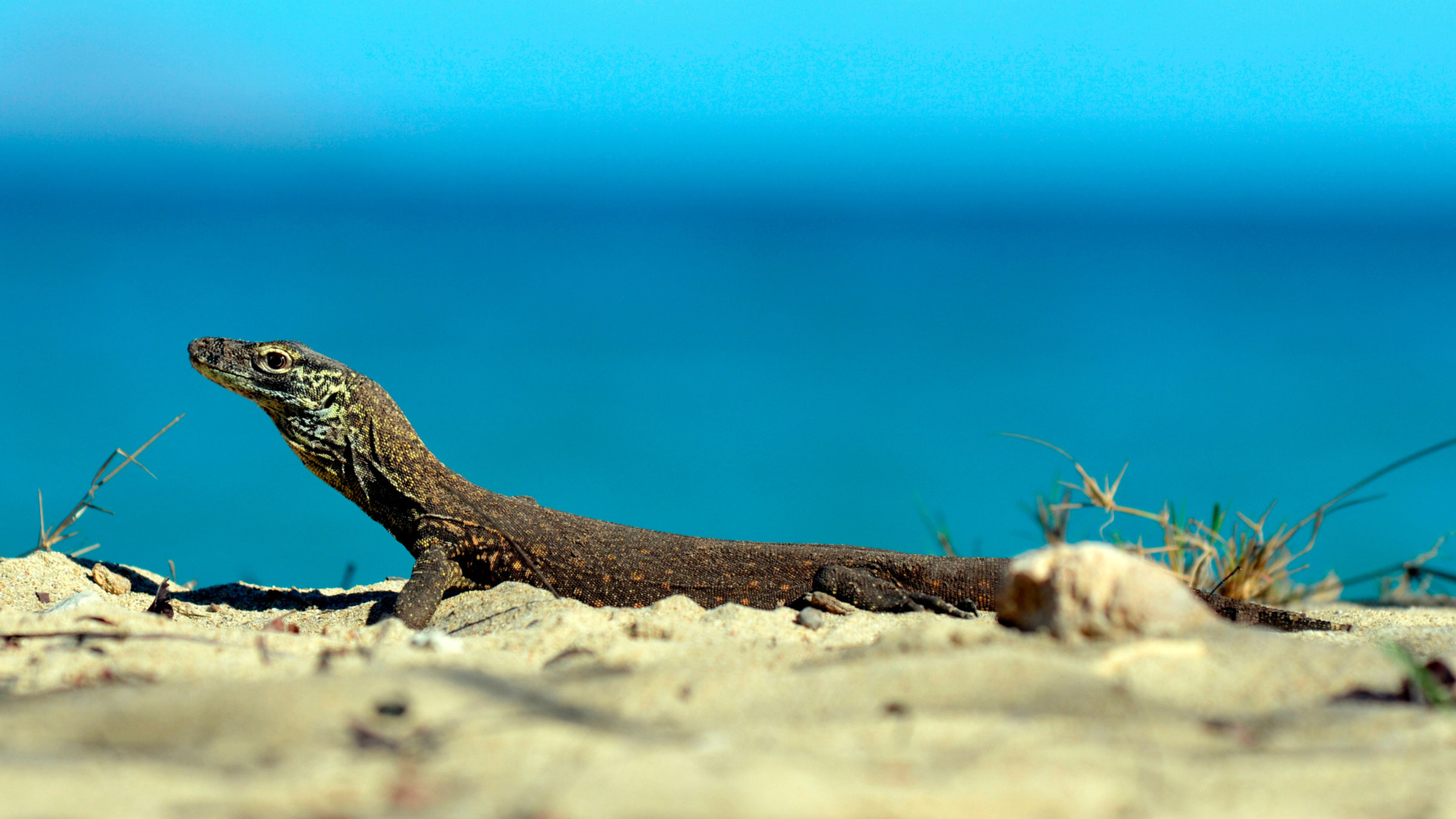 "Erlebnis Erde – Big Five Asien - Der Komodowaran": Ein Baby-Komodowaran am Strand.