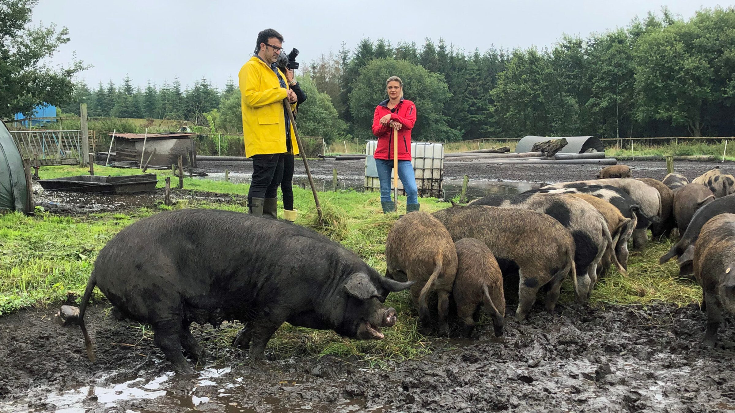 "Iss besser! - Tariks wilde Küche": Tarik Rose hoch oben im Norden kurz vor der dänischen Grenze im Örtchen Lexgaard zu Gast. Solveig Steensen führt dort eine idyllische hundertprozentige Freilandhaltung alter Schweinerassen.