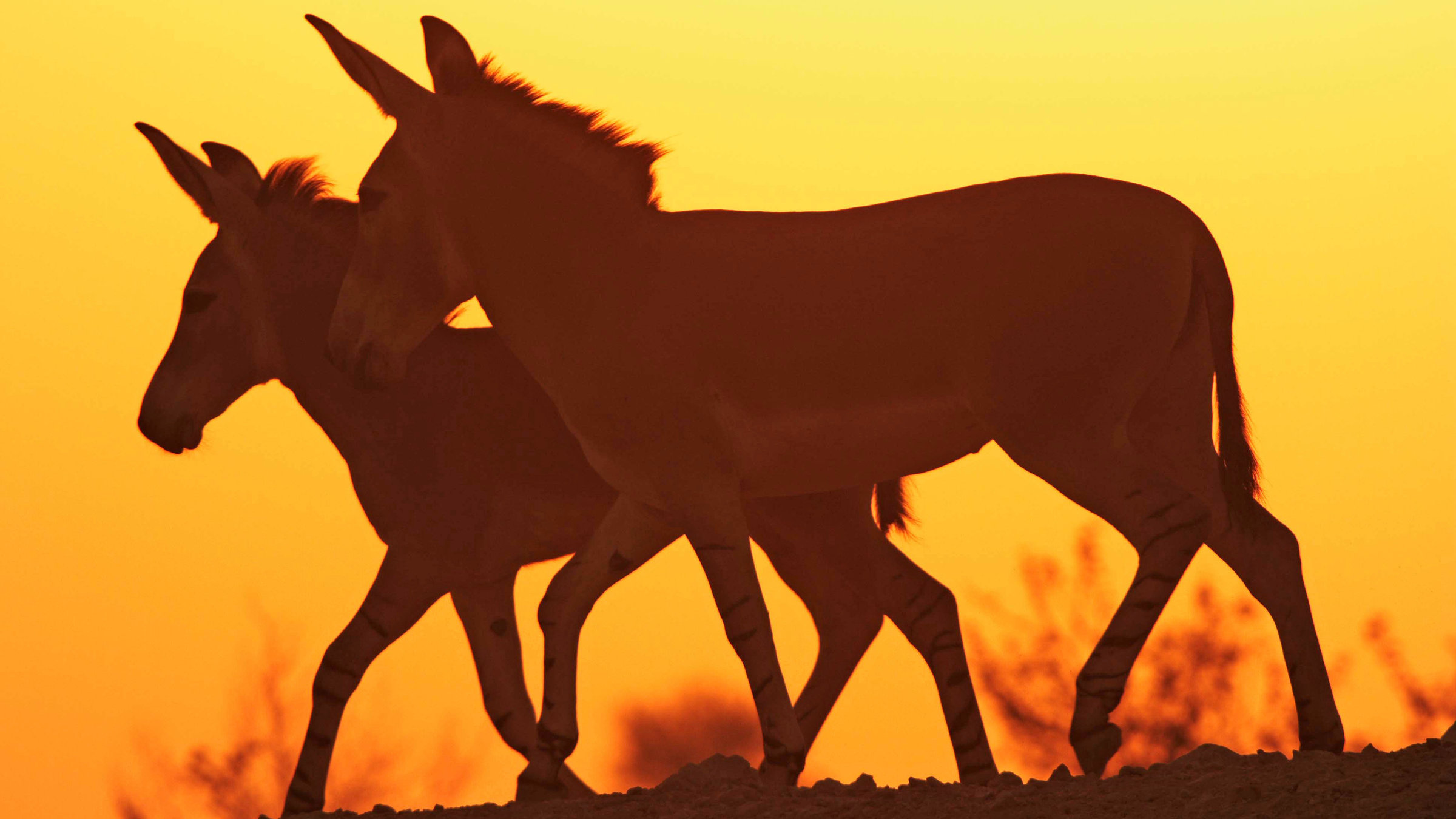 "Der Esel - Vom Wüstentier zum Weggefährten": Somali-Wildesel.