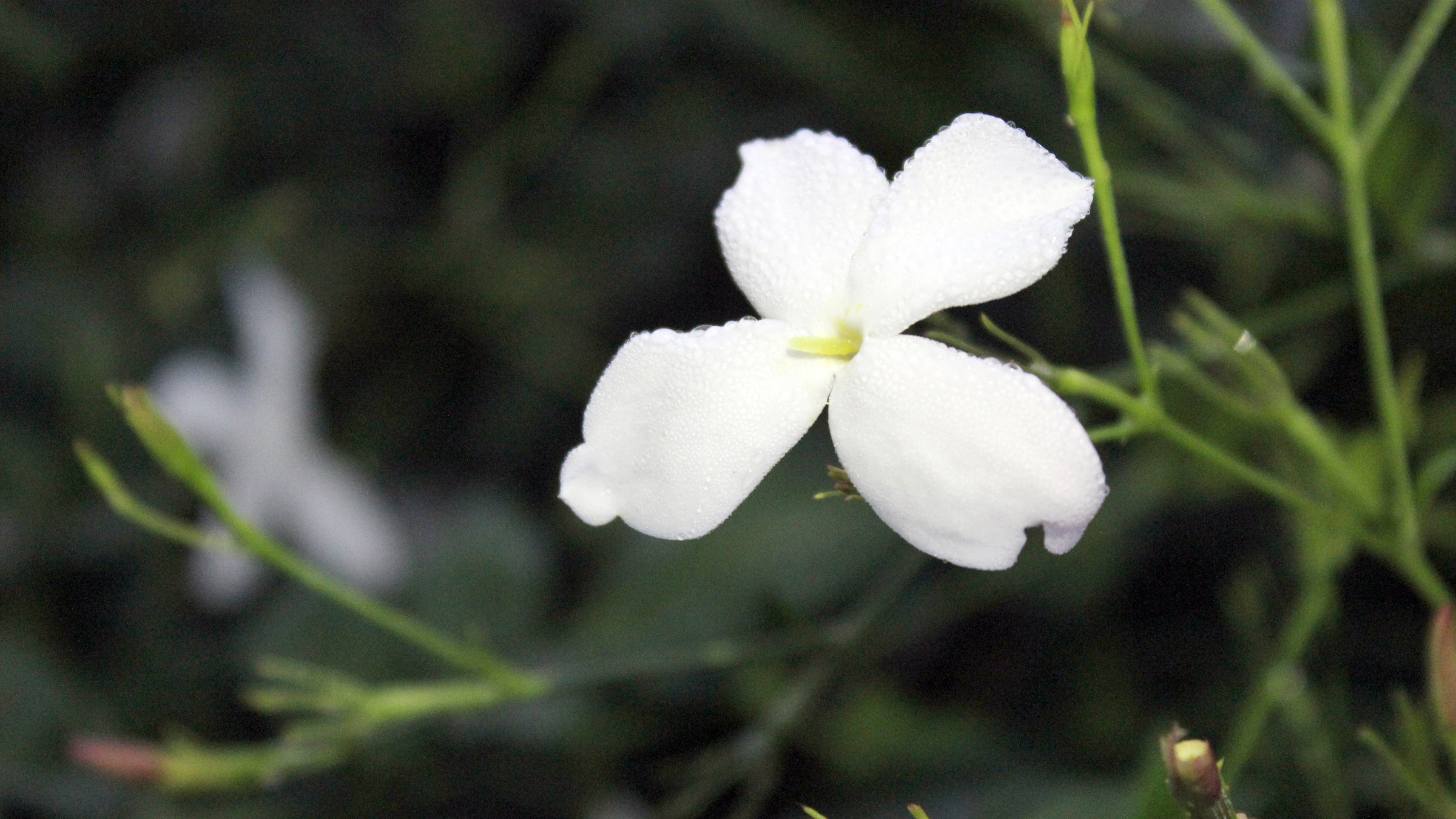 "Jasmin - König der Düfte": Eine geöffnete weiße Jasmin-Blüte.