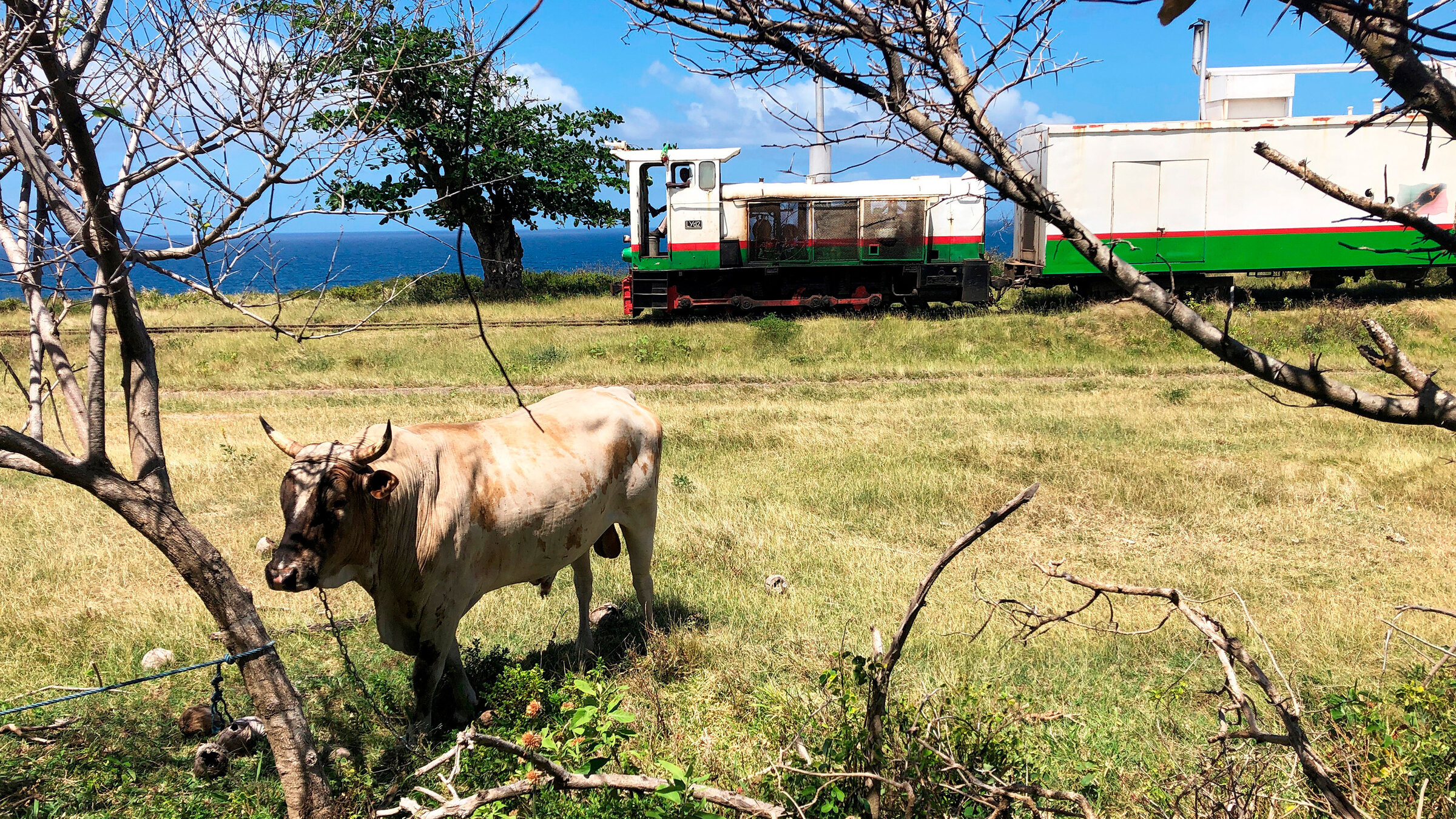"Mit dem Zug auf St. Kitts": Ein Bulle am Schienenrand. Früher wuchs hier Zuckerrohr und der Zug transportierte es ab.