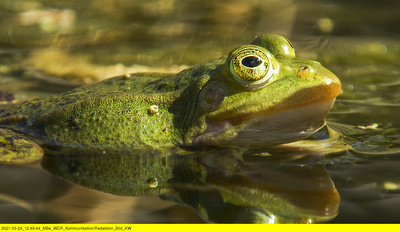 Wasserwildnis in Westfalen - Münsters Rieselfelder
