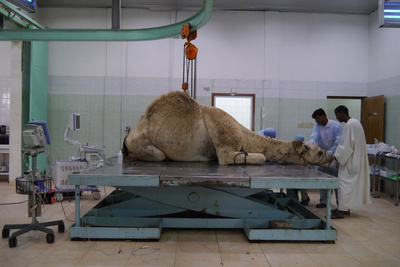 Wüstenschiffe: Von Kamelen und Menschen