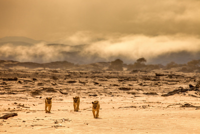 Die Wüstenlöwen der Namib - Aufbruch und Wiederkehr