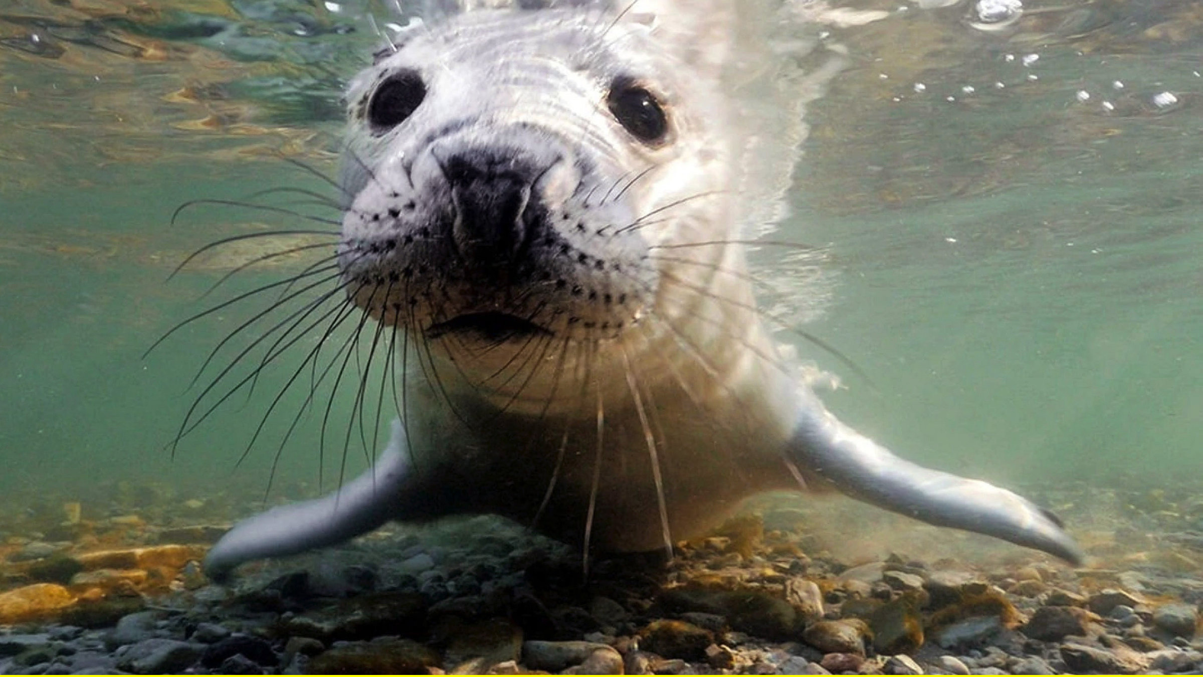 "Wilde Ostsee (2/3) - Von Estland bis Finnland": In der Rigaer Bucht bekommen die Kegelrobben ihre Jungen.