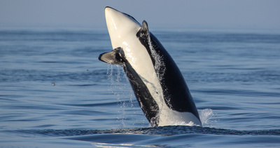Amerikas Naturwunder - Olympic: Berge am Pazifik