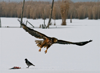 Der Flug des Seeadlers