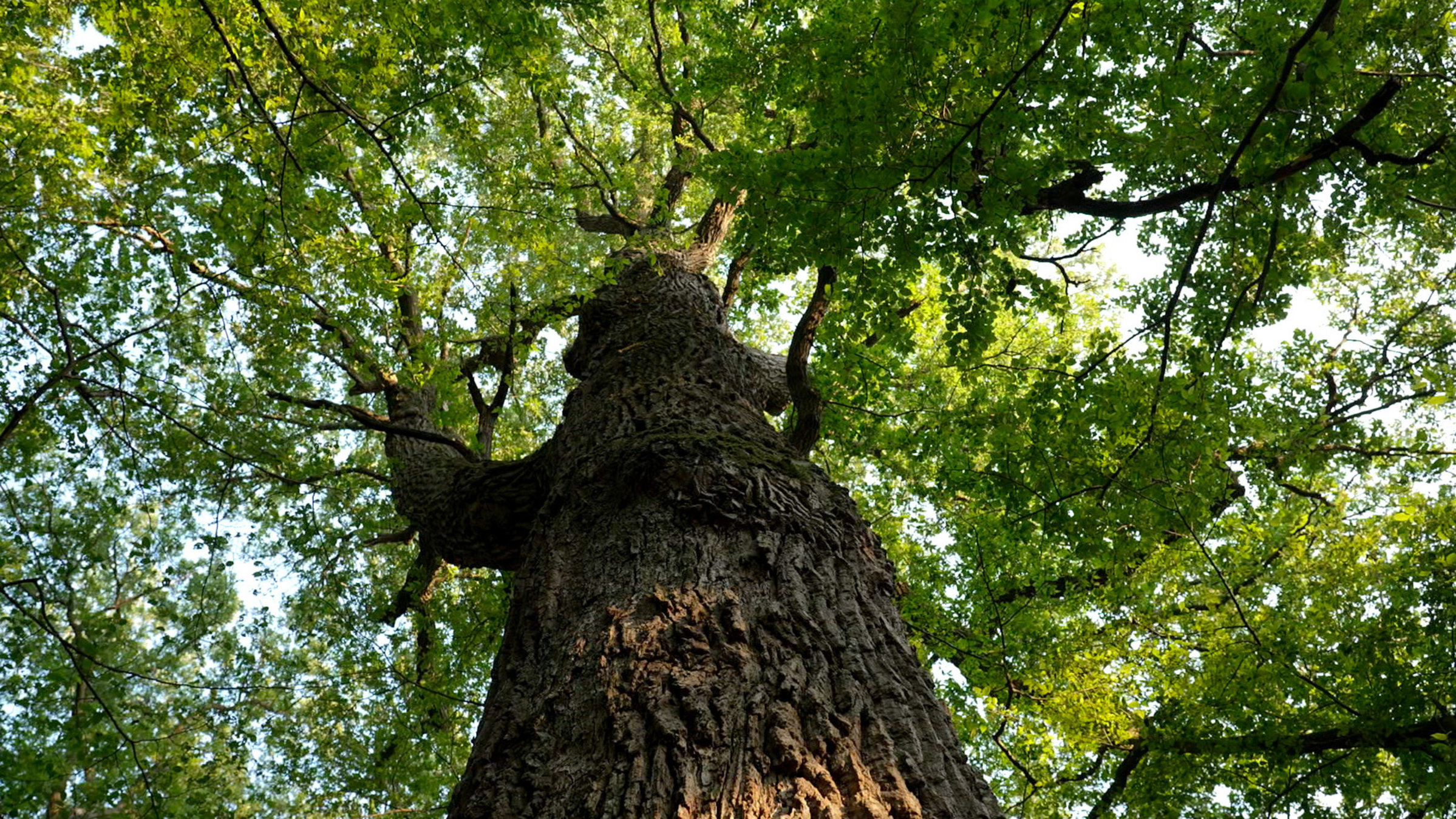"Die geheimnisvolle Sprache der Bäume - Unterwegs mit den Hütern des Waldes": Eichen sind erst mit etwa 100 Jahren erwachsen. Sie bieten mehr als 600 Jahre lang Lebensraum und Nahrung für Tiere. Bzw. Bäume versenden Botschaften: Lautlos, unsichtbar und in einer geheimnisvollen Sprache.
