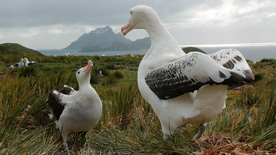 Insel der Albatrosse