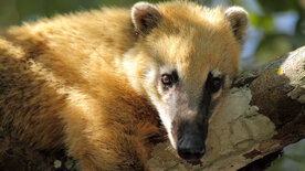 Wildes Brasilien (2/3)