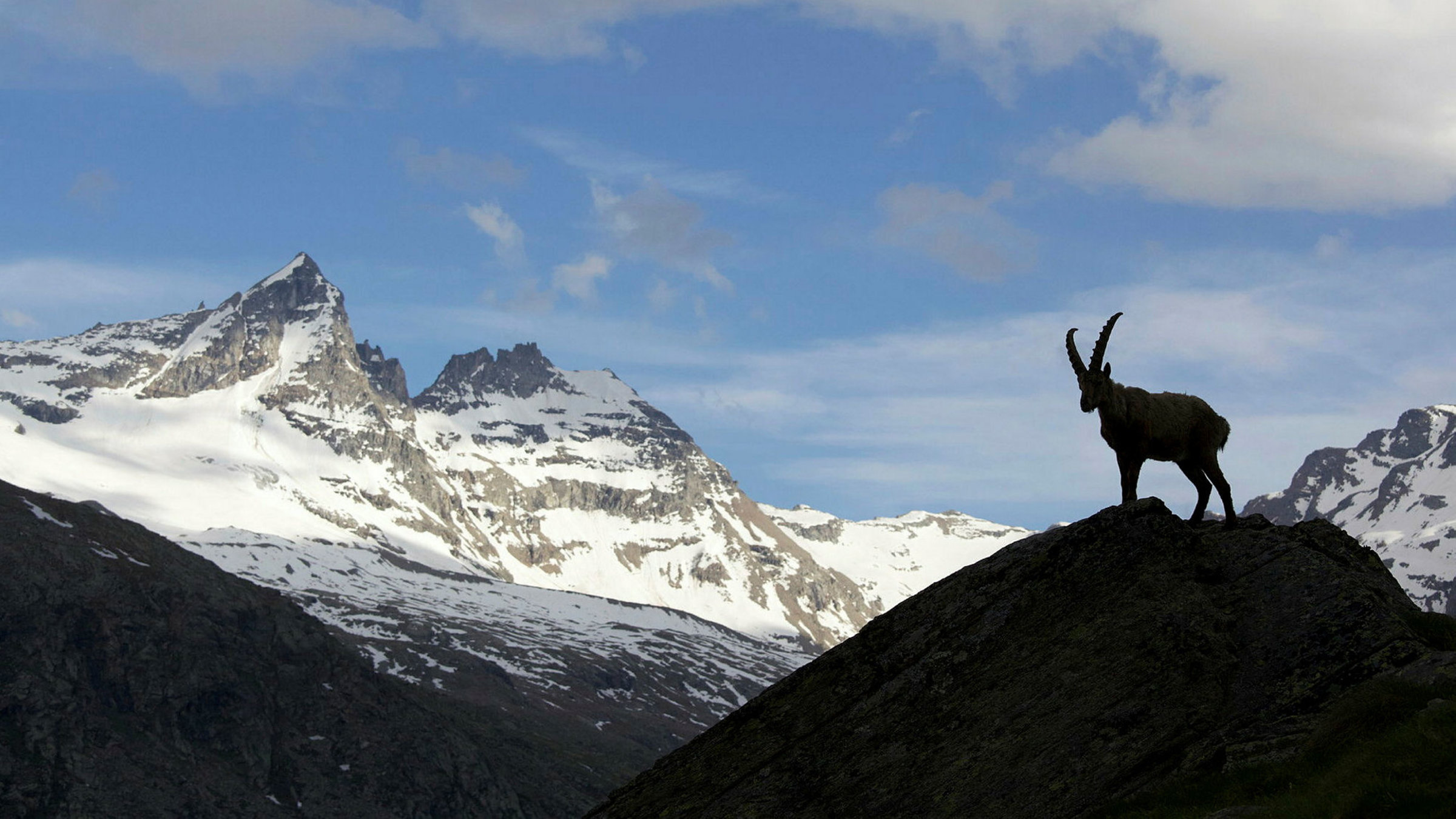 "Das Leben eines Steinbocks": Steinbock in Nationalpark Gran Paradiso in Italien.