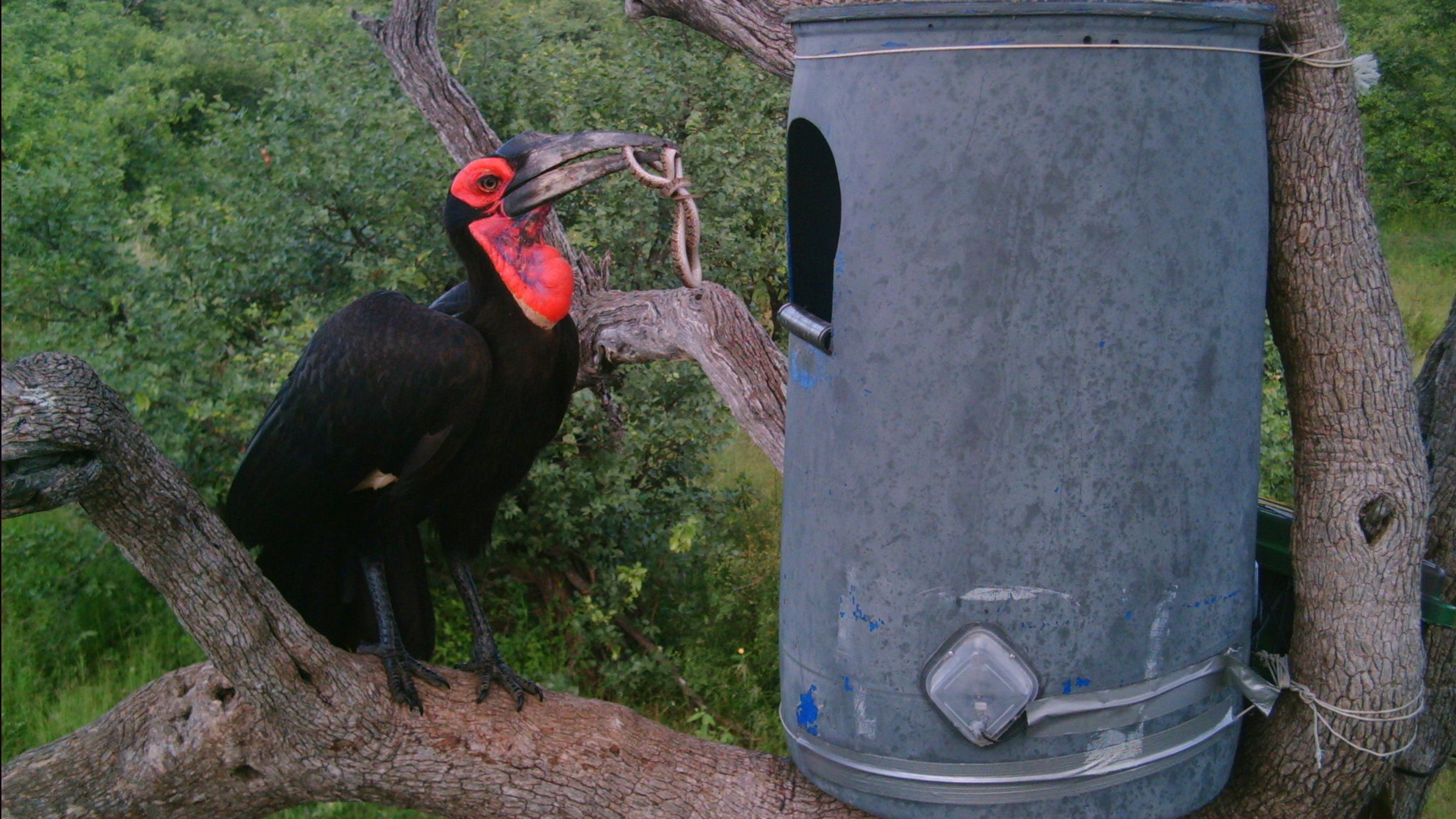 "Der Rabe in der Tonne": Hornrabe vor alter Tonne.
