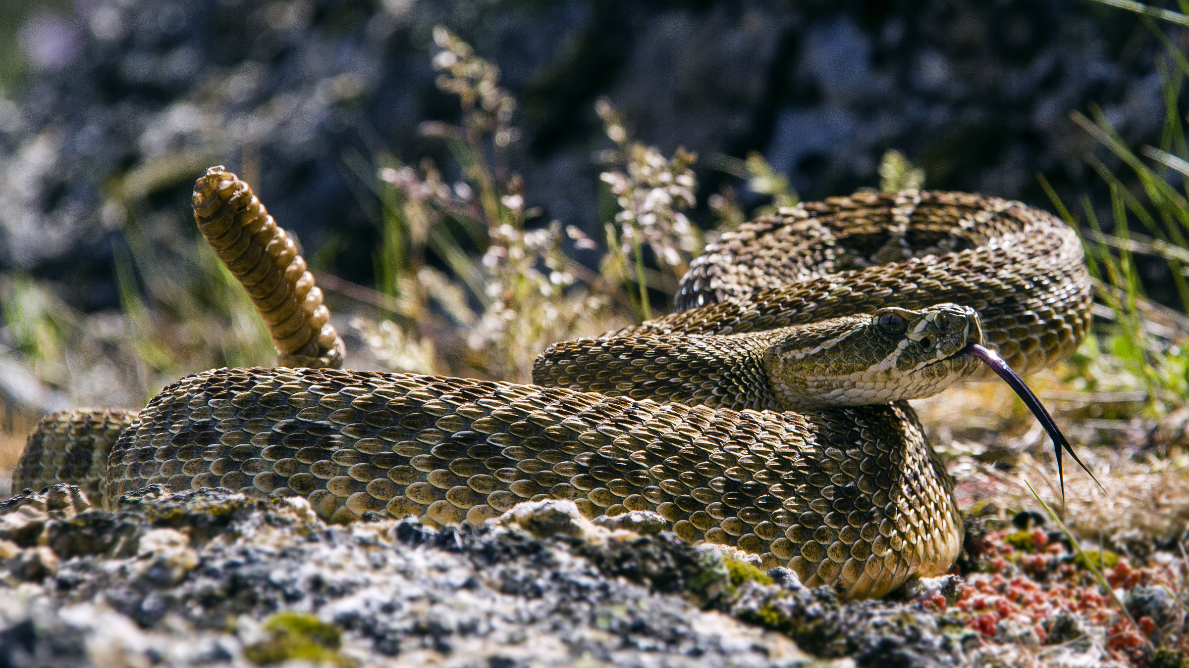 "Wilde Überlebenskünstler - Wie Tiere kommunizieren" - Klapperschlange
