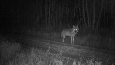 Zdf.reportage - Zdf.reportage Wolf Im Fadenkreuz - Zwischen Wut Und Gelassenheit