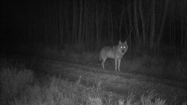 Zdf.reportage - Zdf.reportage Wolf Im Fadenkreuz - Zwischen Wut Und Gelassenheit