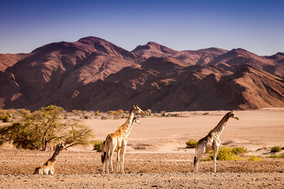 Wüstenkönige - Die Löwen der Namib