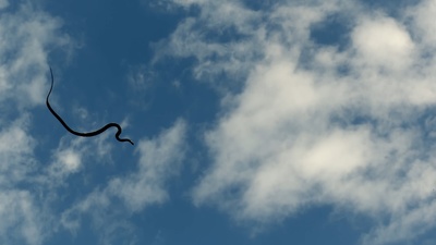 Tierische Überflieger (4/5)