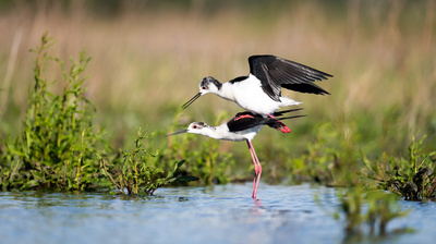 Vielfältige Vogelwelt Österreich