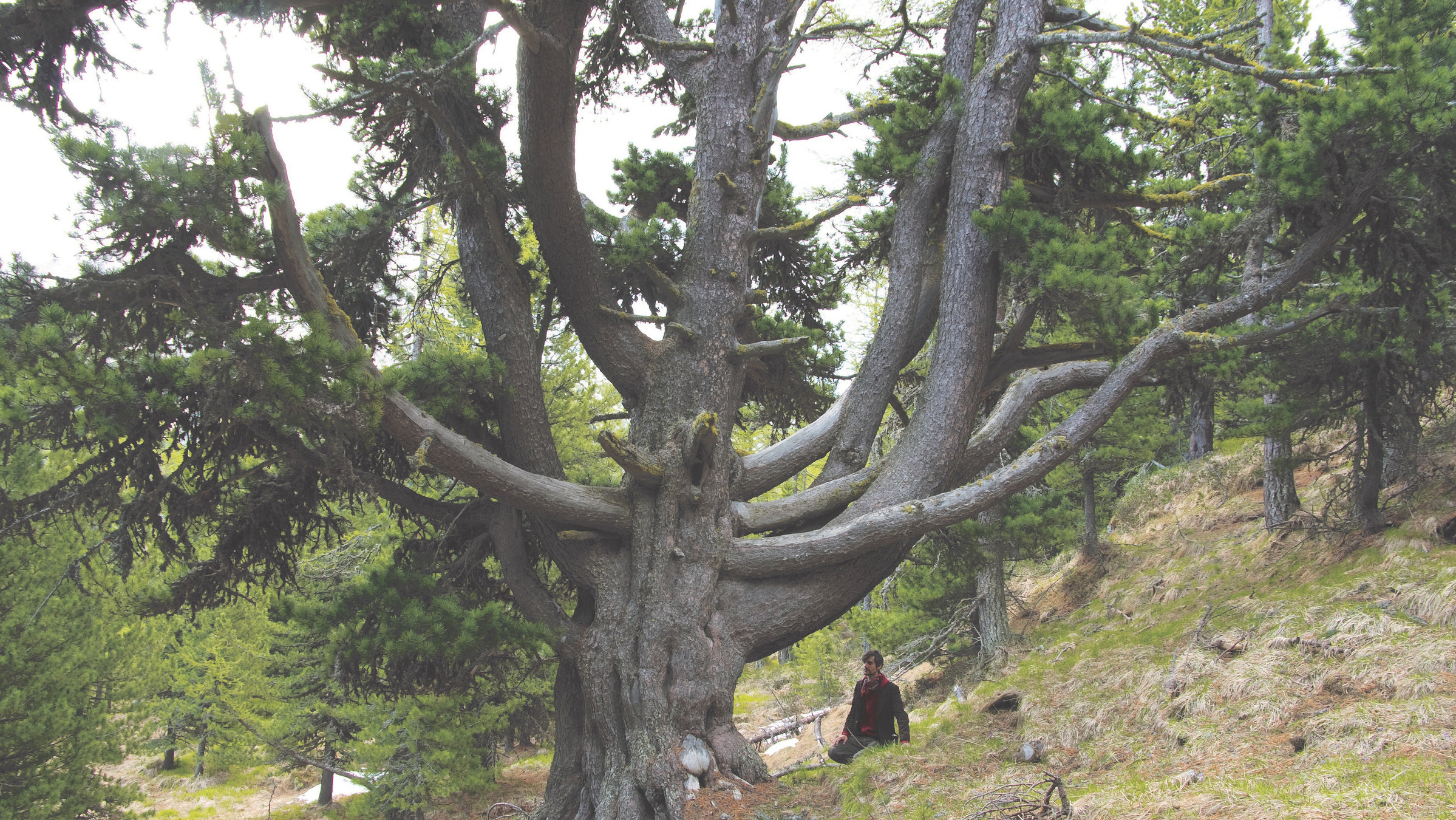 "Giganten - Baumriesen Graubündens": Nadelbaum