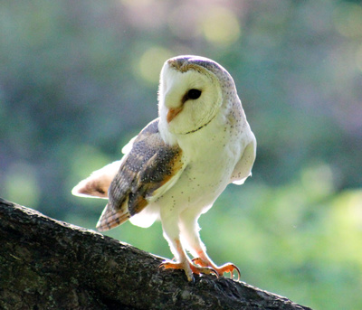 Der Flug der Eule
