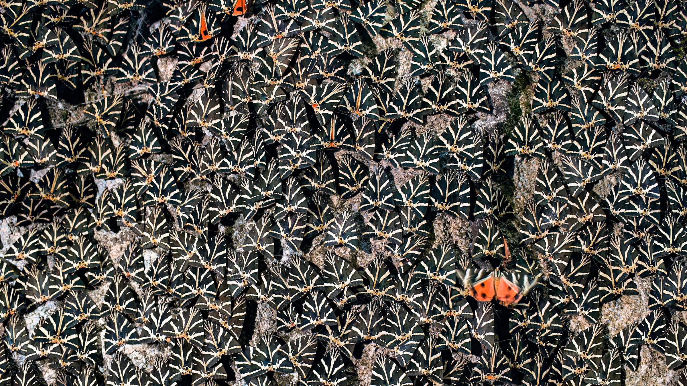 "Terra X: Schlaue Schwärme: Rätselhafte Kräfte – Von Fischen, Menschen, Wanderheuschrecken und vielen": Aggregation von Tigermotten im Schmetterlingstal auf Rhodos.