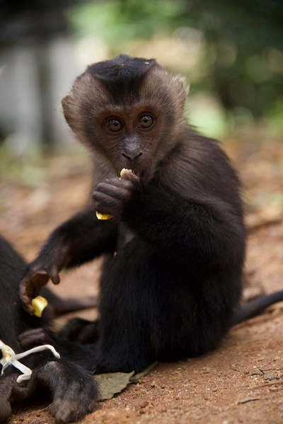 Tierkinder der Wildnis (3/5)