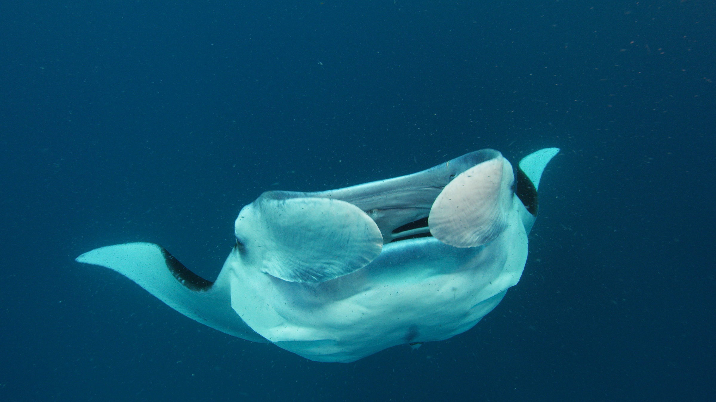 "Big Pacific (4/4) - Der gierige Ozean": Tiefblaues Meer. Ein riesiger Rochen mit offenem Maul, schwimmt auf die Kamera zu.