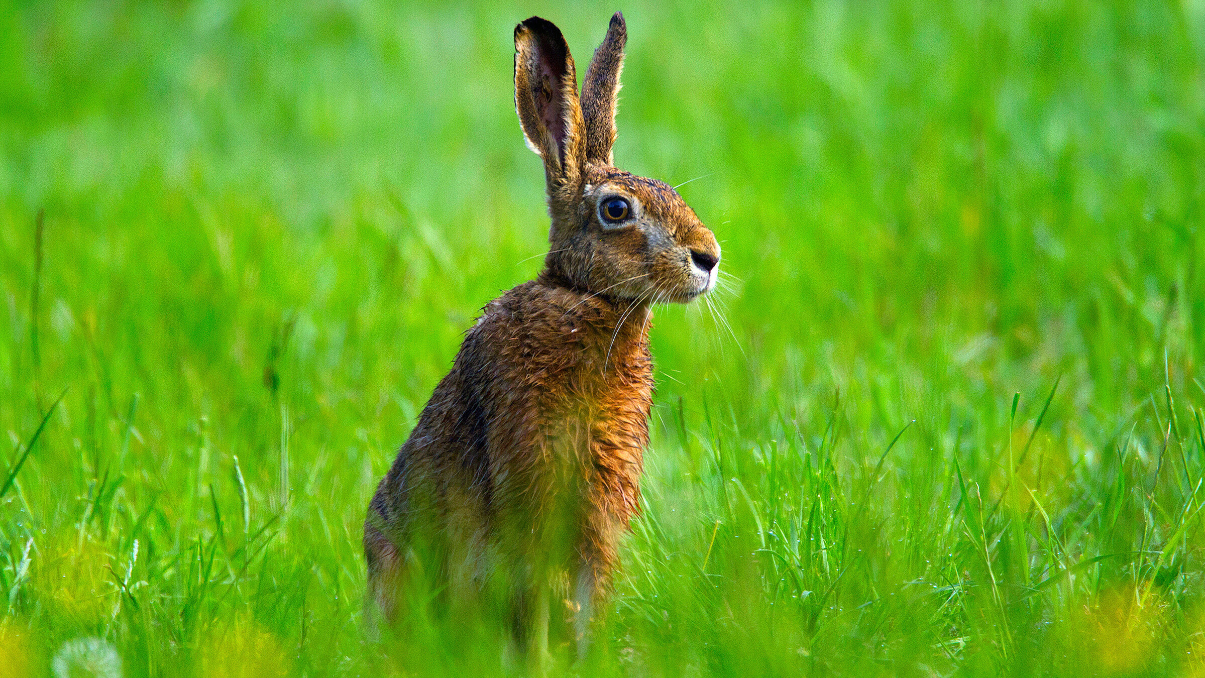 "Frühlingswelten": Feldhase in seinem Revier.