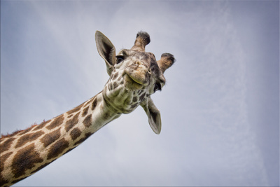 MEGA - Die Giganten der Tierwelt