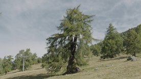 Die magische Welt der Bäume - Die Lärche