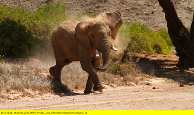 Das Geheimnis der Wüstenelefanten