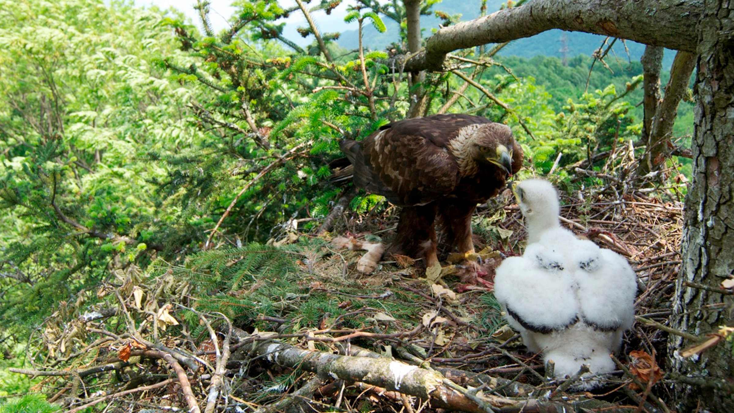 "Steinadler - König der Berge?": Ein Steinadlerküken wird im Baumnest von einem Elternvogel gefüttert.
