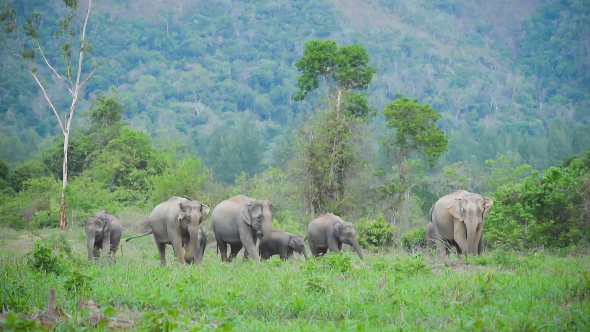 "Wildes Thailand - Die Jagd": Elefantenherde in grüner Landschaft.