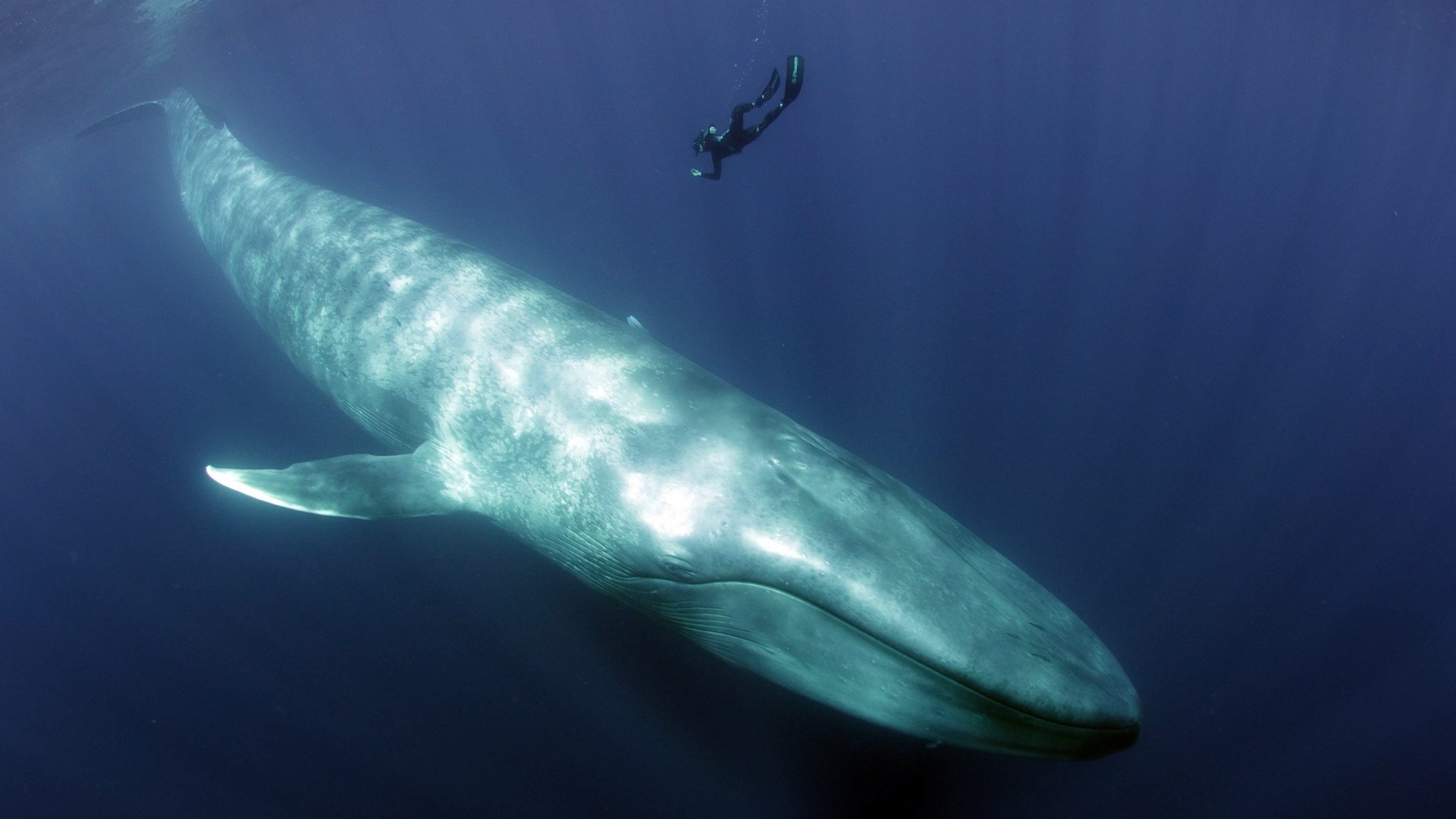"Terra X: Blaues Wunder Pazifik (1) - Paradies und Hölle": Ein Blauwal schwimmt im Wasser. Über ihm ist ein winzig klein erscheinender Taucher zu sehen.