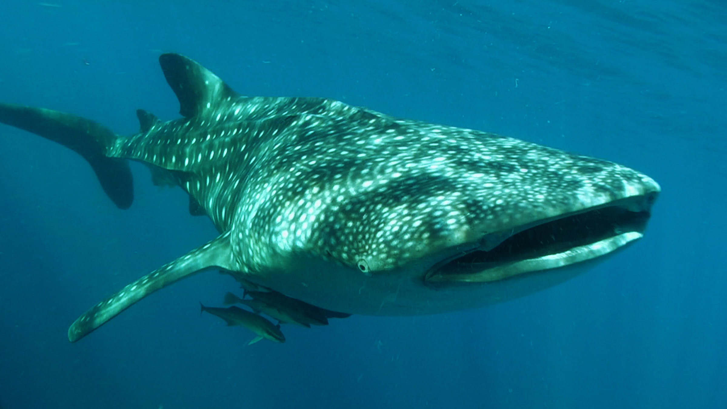 "Indonesien - ungezähmt: Im Reich der Riesen": Ein riesiger Fisch mit hell getüpfelter Haut schwebt im Wasser.